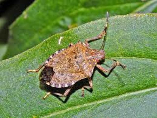 Danni da cimice asiatica: la Regione Piemonte attiva 5,5 milioni di euro per gli indennizzi alle aziende agricole