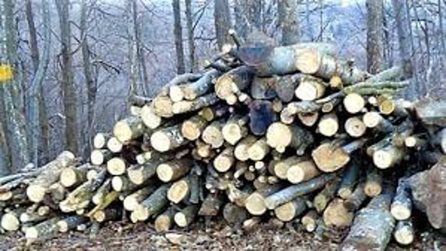 Cortazzone: asta pubblica per vendita legname