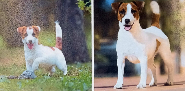 Smarrite a San Paolo Solbrito due femmine di Jack Russel Terrier