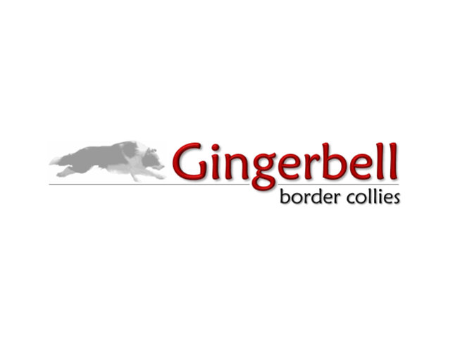 Gingerbell Border Collie