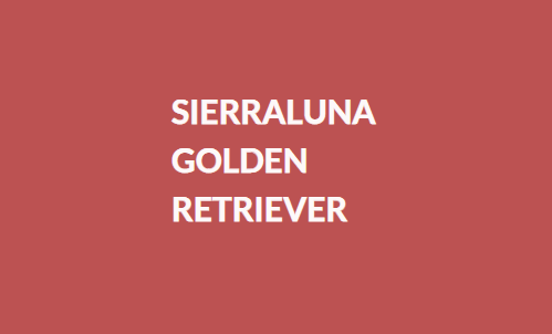 Sierraluna Golden Retriever