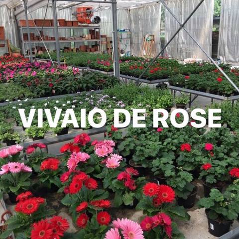 Vivaio De Rose