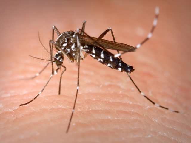 Lotta alle zanzare, approvato il programma regionale: 2,5 milioni di euro a bilancio