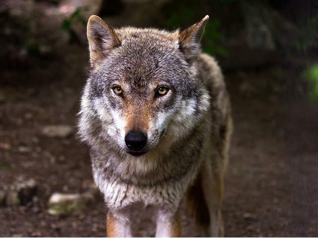 Piemonte, Valmaggia e Ferrero: “Governo adotti al più presto il piano nazionale di gestione dei lupi”